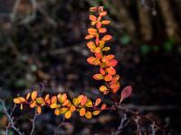 Farbige kleine Blätter an stacheligem Strauch